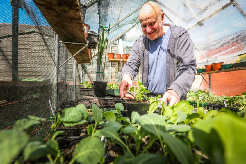 FHS chairman Dave Nelson tends the plants in his greenhouse. 