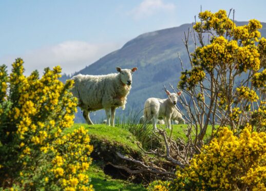 Livestock farmers are encouraged to take steps to cut emissions by improving animal health and welfare.