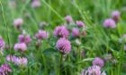 The study has shown the benefits of grazing ewes on grass swards containing red clover.