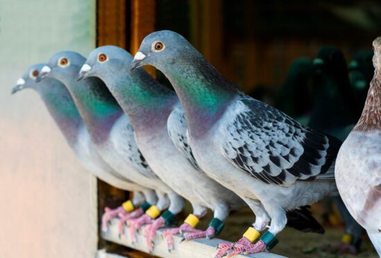 The stolen vehicle contained homing pigeon kit.