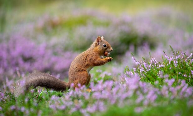 The signs of spring are gladdening as Fiona gets to enjoy her garden.