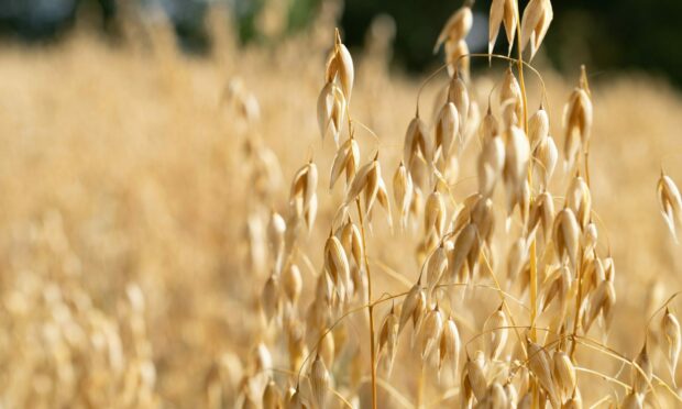 Regenerative farming practices by a Scottish oats growers were discussed at the SAOS conference.