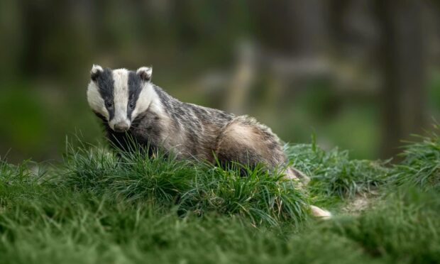Badgers are very clever, shy animals.