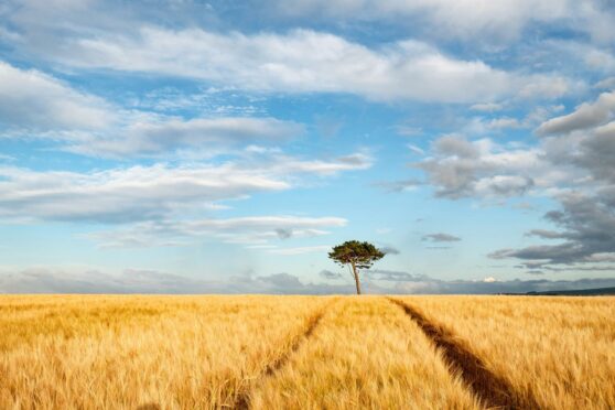 Scottish farmland values increased by almost a third in 2021.