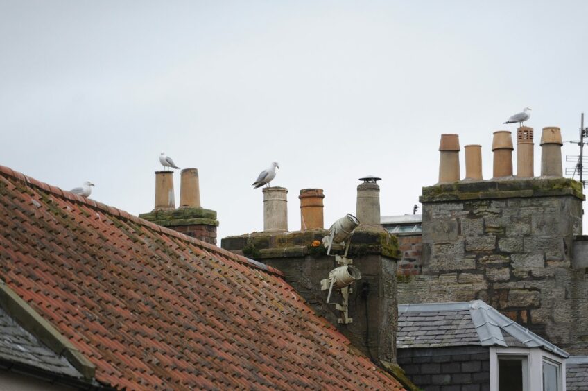 Gulls on rooftops in the Market Street area of St Andrews.