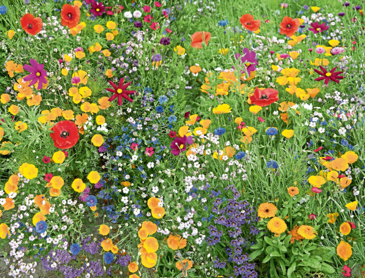 Colourful wildflowers