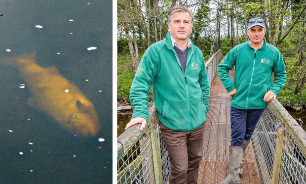 Dr Craig MacIntyre and Ali Norman of Esk District Salmon Fishery Board at Edzell where salmon are dying in the river. Pic: Steve MacDougall/DCT Media.