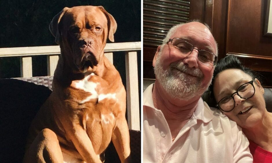 Antonius Pruijsten (with late wife Claire) was relieved his beloved Dogue de Bordeaux Oliver was saved.
