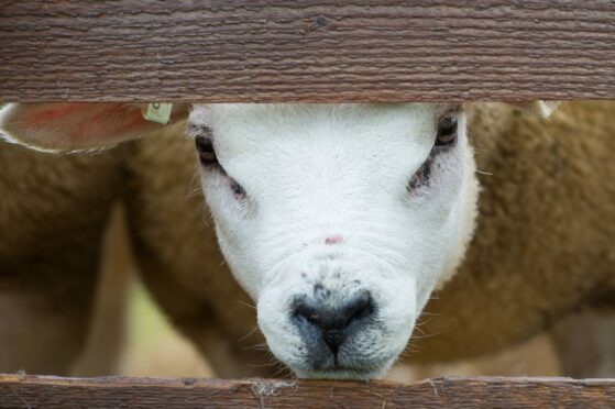 The Fife Show celebrates its anniversary