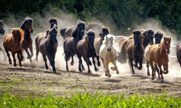Dust swirls as Icelandic horses are driven to their paddock for the first time in the season in Wehrheim near Frankfurt, Germany.  AP Photo/Michael Probst