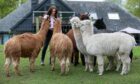 Jayne Yule of David's Hill Alpacas with some of her animals.
