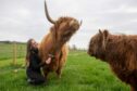Christina Polson brushes one of the Highland cows at Farm Stop.