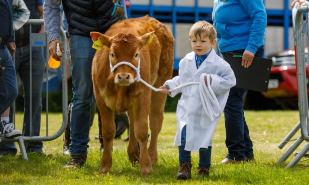Rory Orr leads out Lomond Sophie 154 in the Young Handlers category at last year's Fife Show.
Image: Kenny Smith/ DC Thomson.