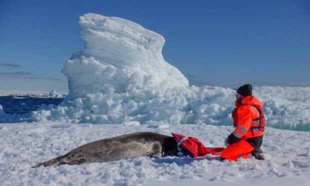 Guilherme A. Bortolotto and captured Weddell Seal in Antarctica
