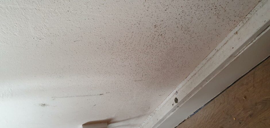 Mould is growing on the walls.