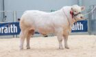 Charolais bull Glenericht Robert sold for the top price of 14,000gn.