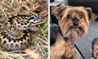 Junior was poisoned by an adder snake in Perthshire.