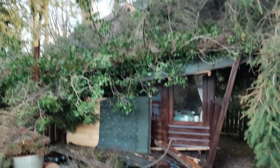 One of the trees demolished the couple's summer house.