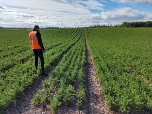 Maelor Forest Nurseries produces up to 15 million trees at its Moray site.