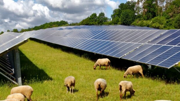 An artist's impression of how the solar farm will look.