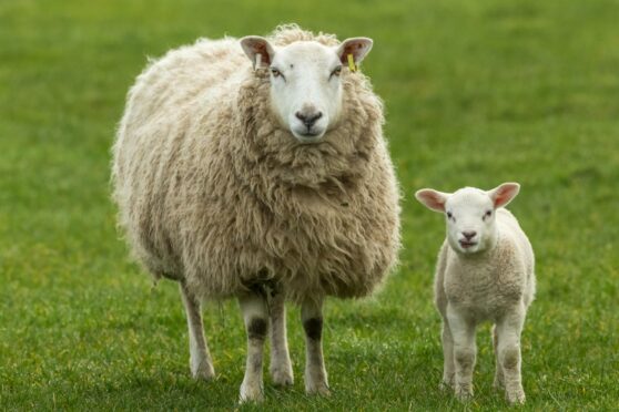 Two lambs have been killed on Falkand Estate in Fife.