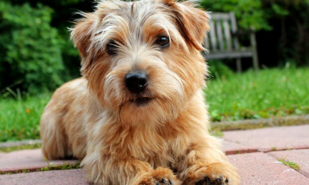 Norfolk terrier puppies, like all puppies, are lively and playful. Fiona enjoys the break when her naughty Norfolk goes on an adventure with the chief.
