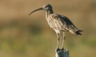 Scotland's curlew population has declined by more than 60% since 1995.