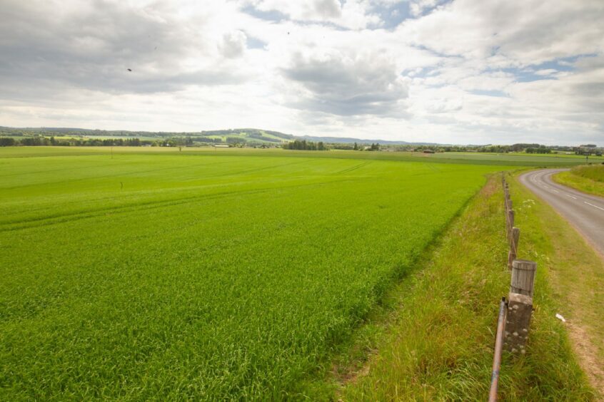 One of the fields at the Lownie site.