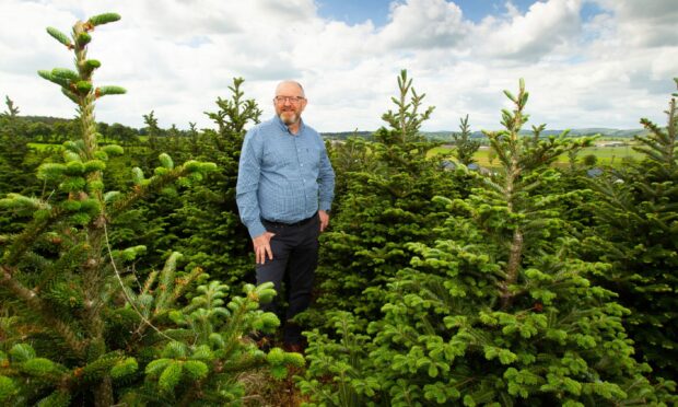 Tayside Forestry sells more than 80,000 Christmas trees each year.