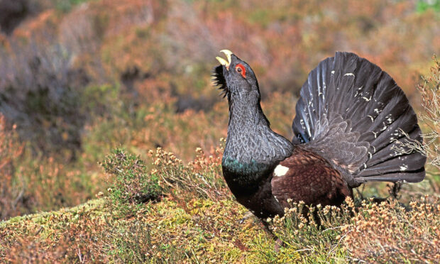 A male capercaillie strutting his stuff in the Cairngorms. Picture: Shutterstock.