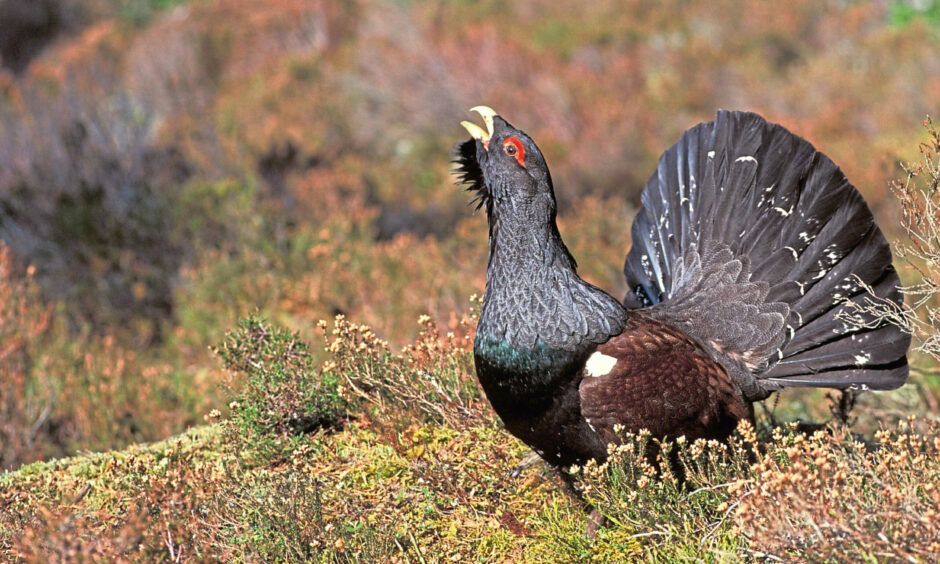 A male capercaillie strutting his stuff in the Cairngorms