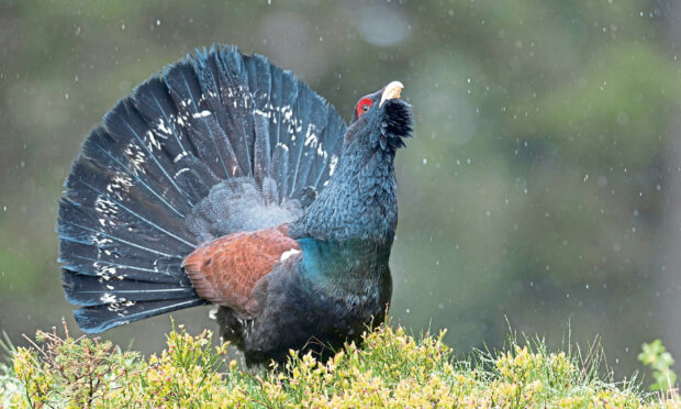 The population number of the Capercaillie is decreasing.