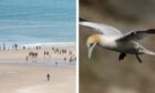 Dead birds have been found at Lunan Bay in Angus. Image: DC Thomson/Malcolm Schuyl/Flpa/imageBROKER/Shutterstock (5312909a).
