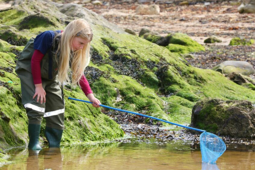 Cheshire schoolgirl Marthy Hill Davis goes rockpooling at East Sands.