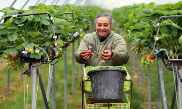 A fruit picker at Stewarts of Tayside, Glencarse