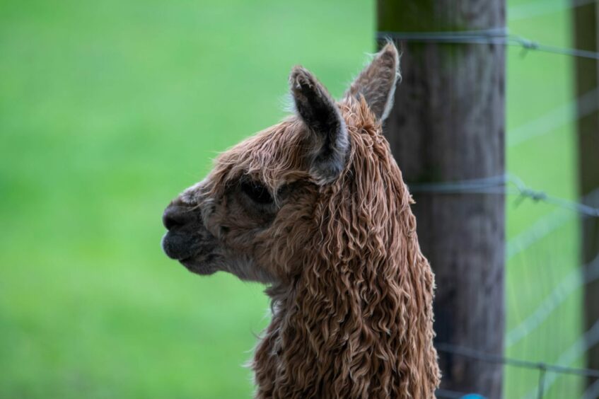 Fancy a day trip to David's Hill? Alpaca the bags!