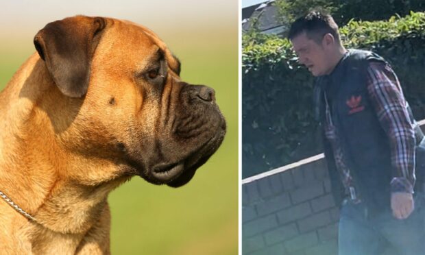 Nigel King's bull mastiff - like this one - twice attacked people.