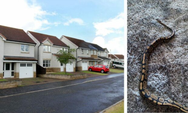 The snake escaped in Carnoustie's Prosen Bank.