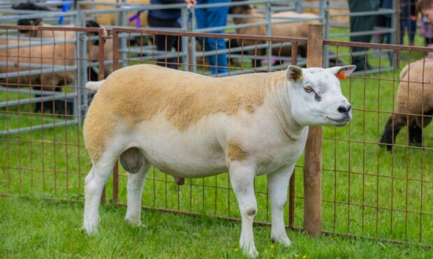 CHAMPION: The show winner, Hexel Dragons Den, was shown by Kenny Duthie of Woodside of Chapelton.