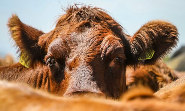 HEAD START: Farmers want guidance on adopting measures to reduce emissions from livestock businesses.