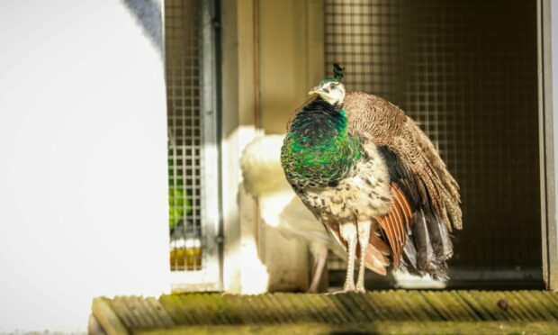 A peacock at Pittencrieff Park.