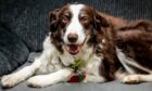 Clova has been received recognition for her work as a therapy dog.