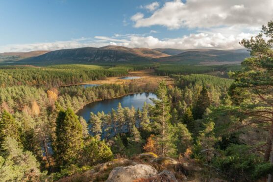 The plans are designed to maximise the benefits of woodlands in Scotland.