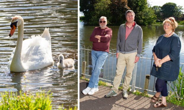 Jock the swan with his cygnet and members of Keptie Friends Bob Middleton, Scott Shortridge and Jean Stewart.