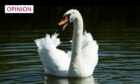 An adult male swan will go to great lengths to defend his territory - and that's led to problems at Arbroath's Keptie pond. Photo: Shutterstock.