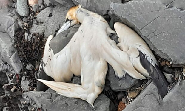 A dead gannet on coast of Fife.