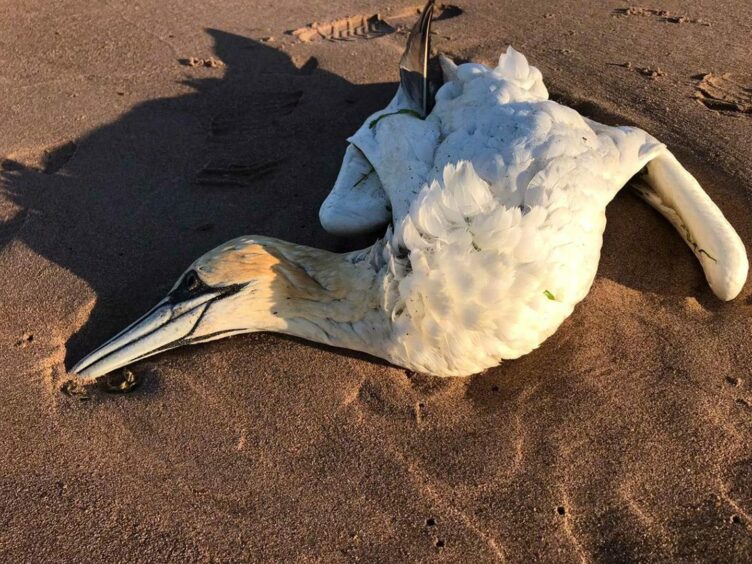 A dead gannet found in Lunan Bay, Angus.