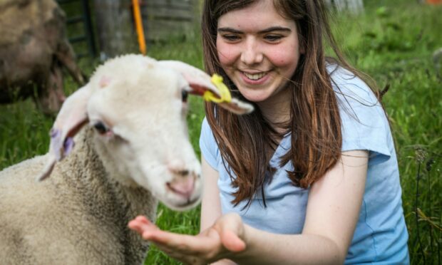 Arwen Justice, 15, feeds Spongebob the lamb at Lucky Ewe