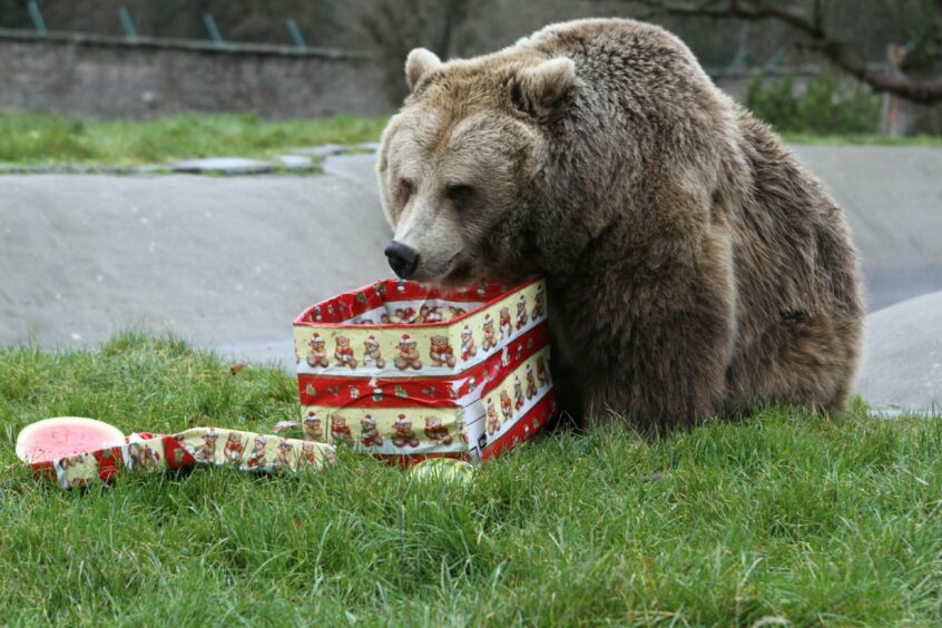 A brown bear opening a Christmas present at Camperdown Wildlife Park