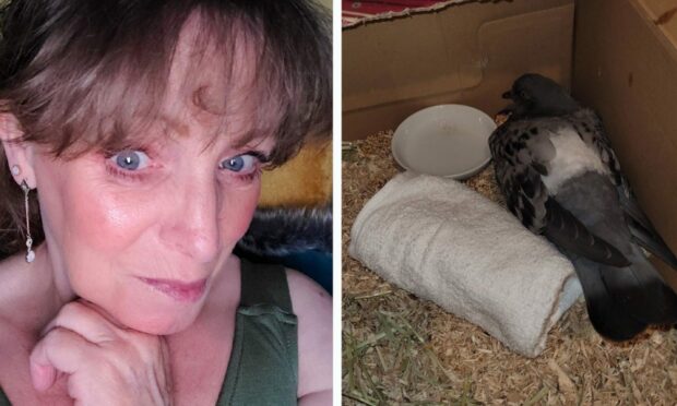 Kareena Cox rescued the injured pigeon.